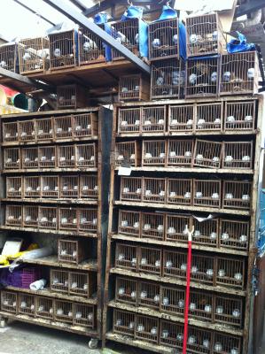 Tiermarkt 2 Tiermarkt 2